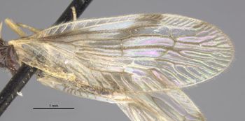Media type: image;   Entomology 1670 Aspect: front wing